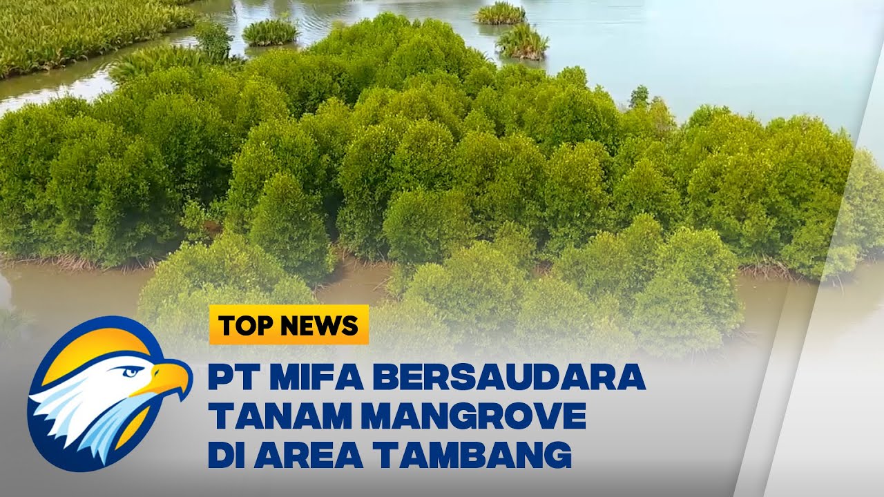 PT MIFA Bersaudara Tanam Mangrove Di Area Tambang