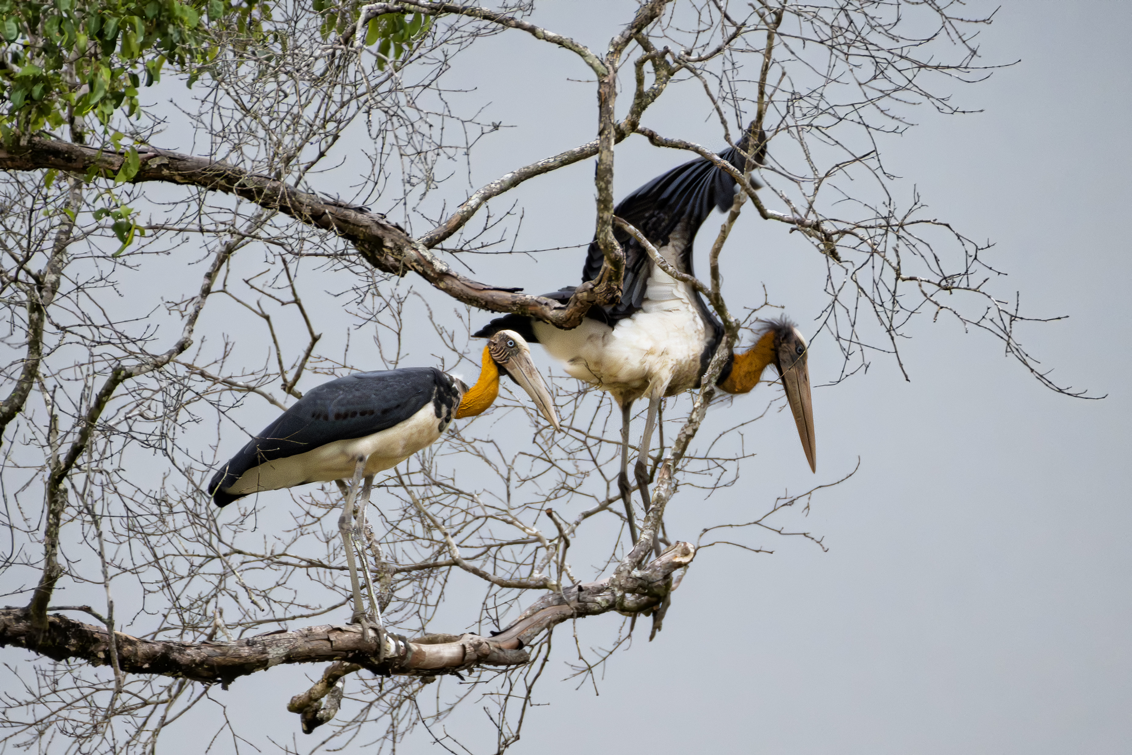 Biodiversity In Reclamation Area